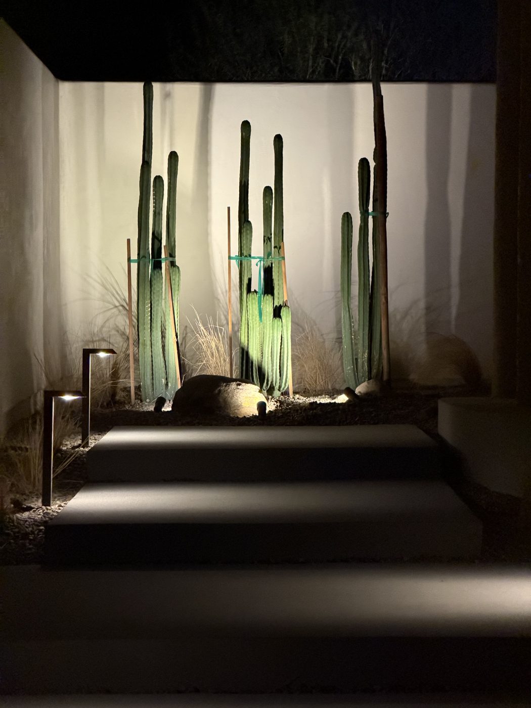 Uplit San Pedro cactus in a courtyard at night