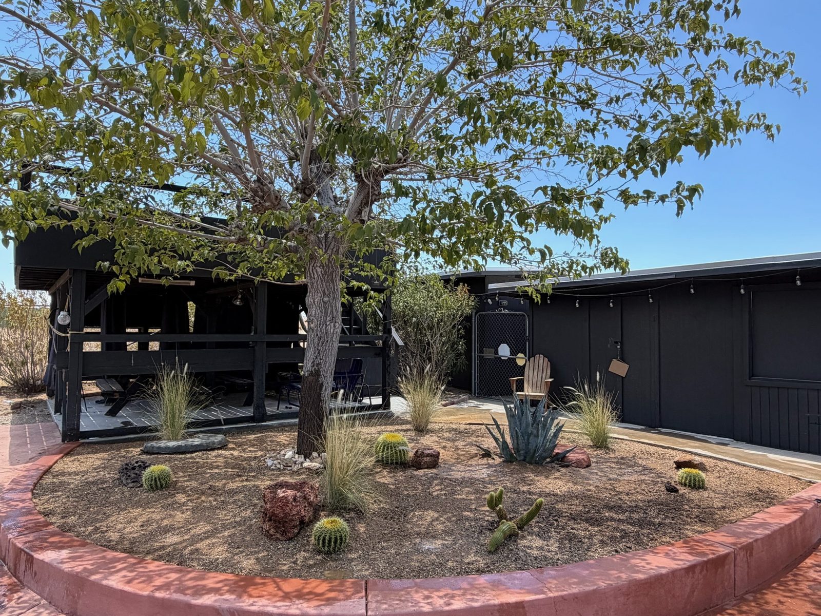 Courtyard tree after, the planter ring filled with barrel cacti, agave, and grasses