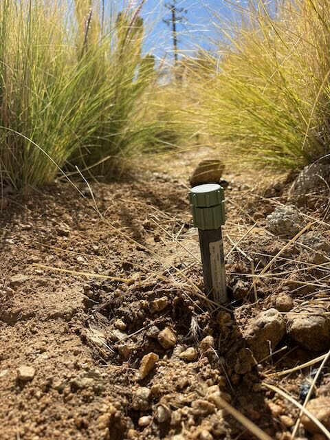 Adjustable bubbler head on a riser among desert grasses