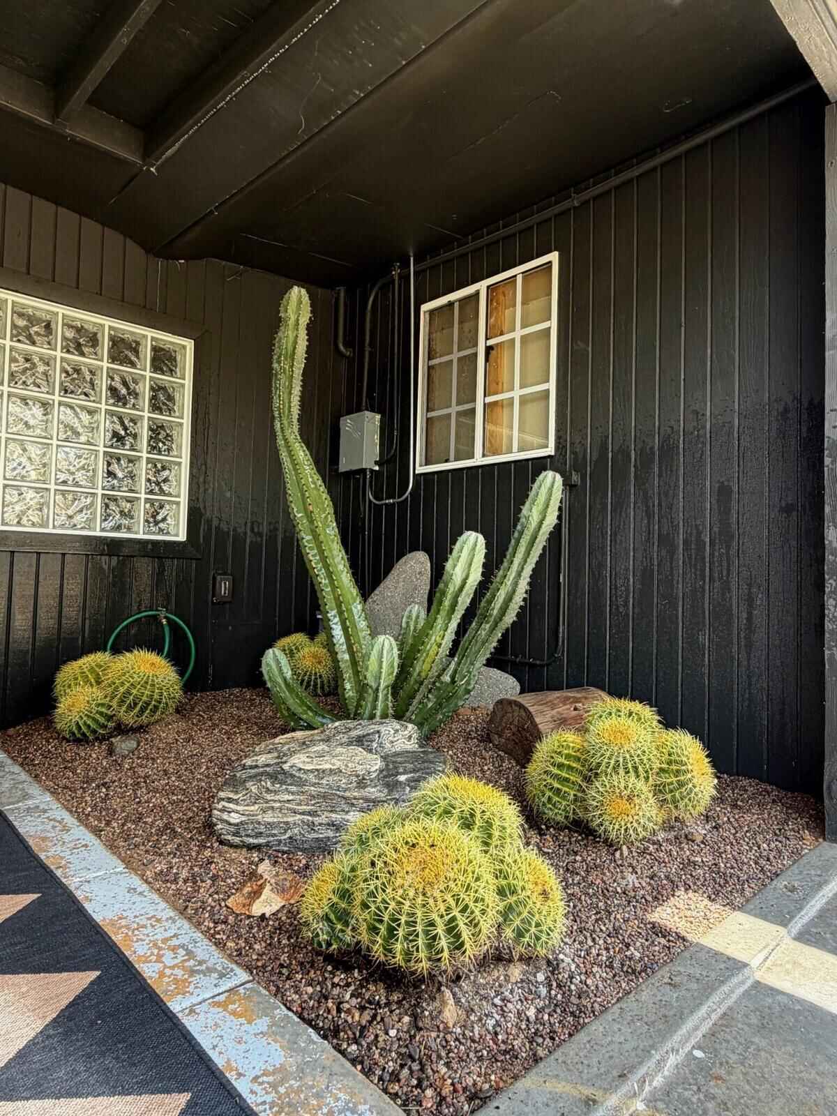 Cactus garden with barrel cacti and a columnar cactus centerpiece against a dark board-and-batten backyard wall