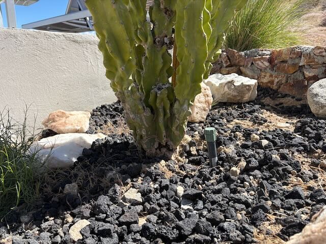 Drip emitter riser set beside a columnar cactus in black lava rock