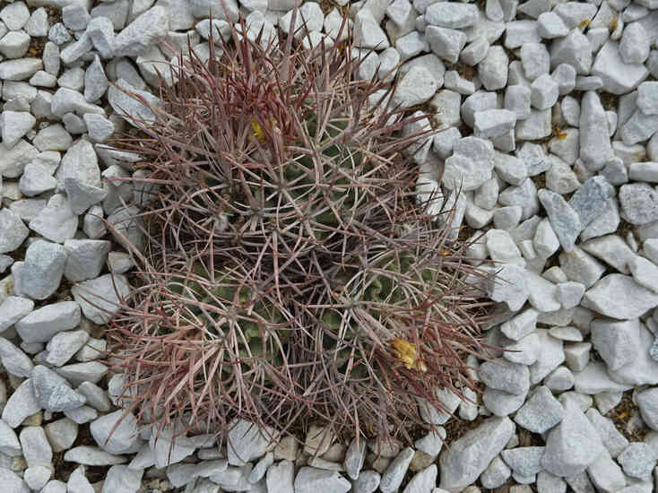 Barrel cactus detail surrounded by white stone mulch