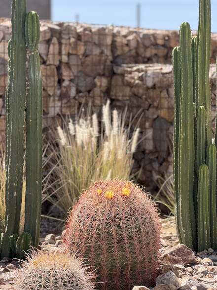 Blooming barrel cactus framed by columnar cacti and a gabion wall backdrop