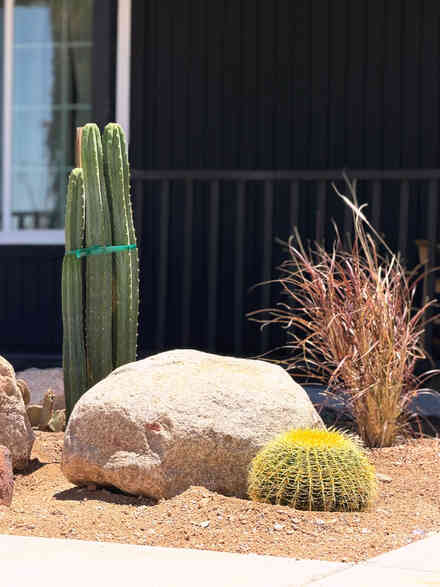 Corner planting bed with columnar cactus, boulder, and ornamental grasses