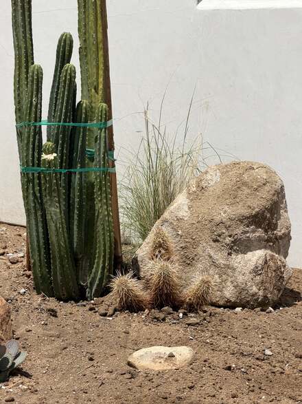 Hedgehog cacti clustered at the base of a large boulder beside staked columnar cacti