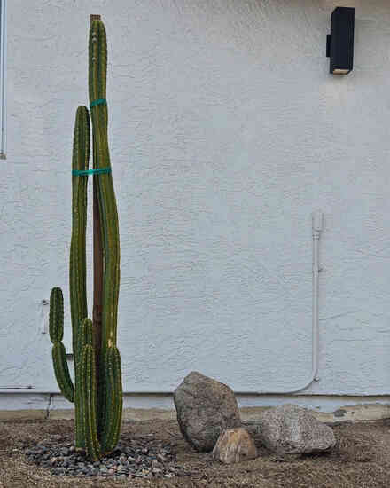 Tall columnar cactus staked against a white stucco wall