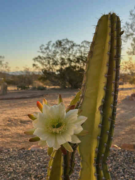 White cactus flower blooming at desert sunset