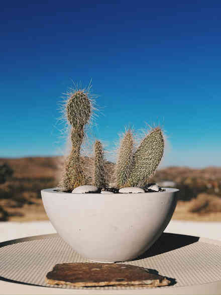 Golden cholla and hedgehog cactus arrangement in a concrete planter bowl