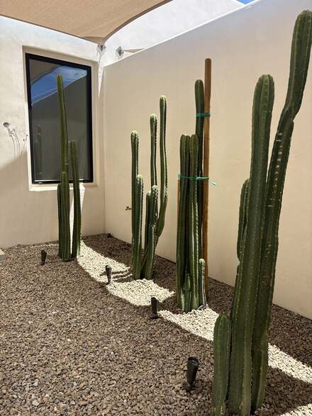 Columnar cacti lining a shaded courtyard corner with desert gravel bed