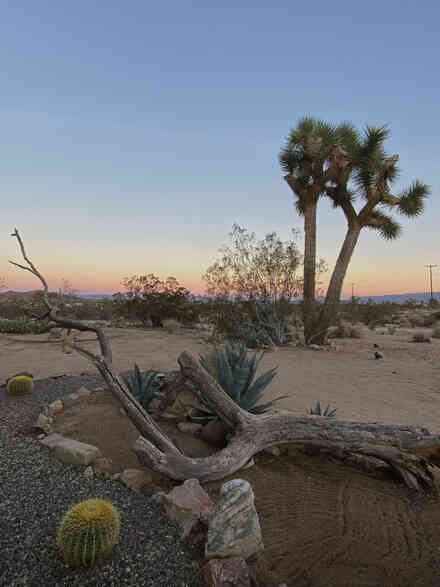 Desert planting bed with agave and Joshua trees at dusk