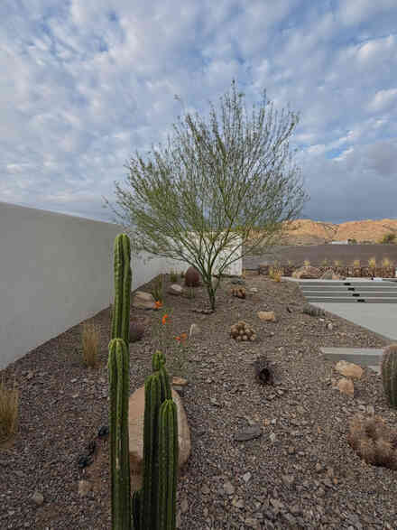 Desert planting bed with Joshua trees at dusk