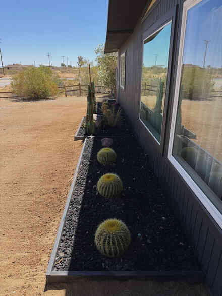 Row of barrel cacti along a black-mulch bed beneath home windows