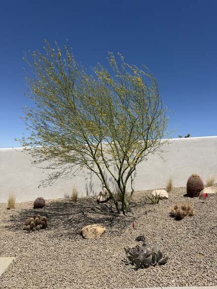 Blooming palo verde tree in a gravel bed with barrel cacti