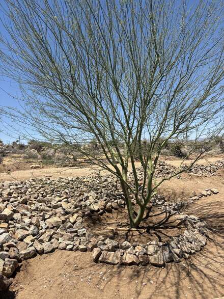 Newly planted palo verde tree ringed with a stacked stone border