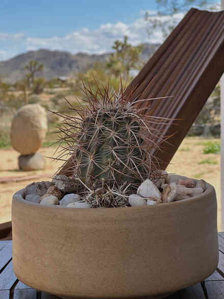 Potted barrel cactus with a balanced rock sculpture in the background