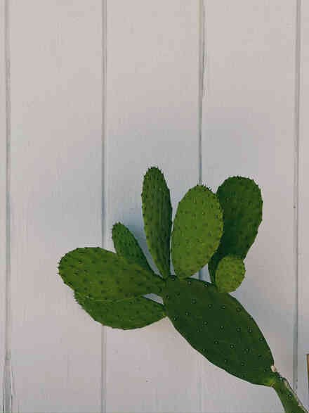 Prickly pear cactus pad detail against a white wood wall