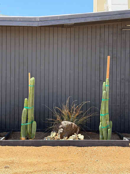 Side yard planting with staked cactus, barrel cactus, and ornamental grass