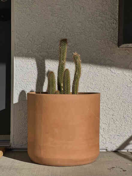 Cluster cactus in a terracotta planter on a sunlit porch