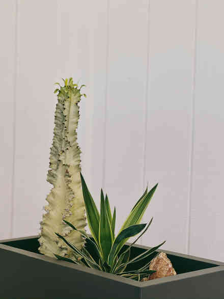 Variegated euphorbia and agave in a modern planter box