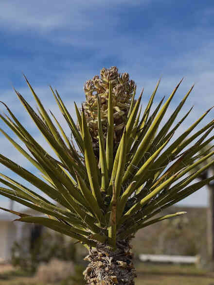 Close-up of a blooming yucca spike against a clear sky