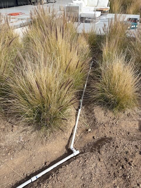 PVC lateral line running between fountain grasses toward a patio